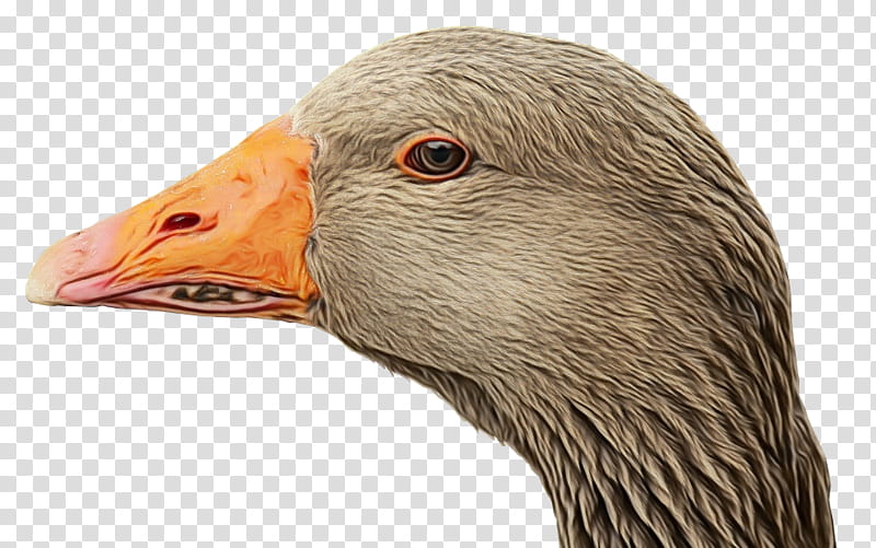 Duck, Goose, Neck, Beak, Bird, Water Bird, Ducks Geese And Swans, Waterfowl transparent background PNG clipart