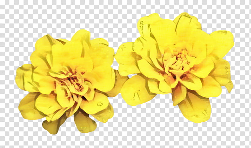 Marigold Flower, Blossom, Bloom, Flora, Yellow, Petal, Plant, Flowering Plant transparent background PNG clipart