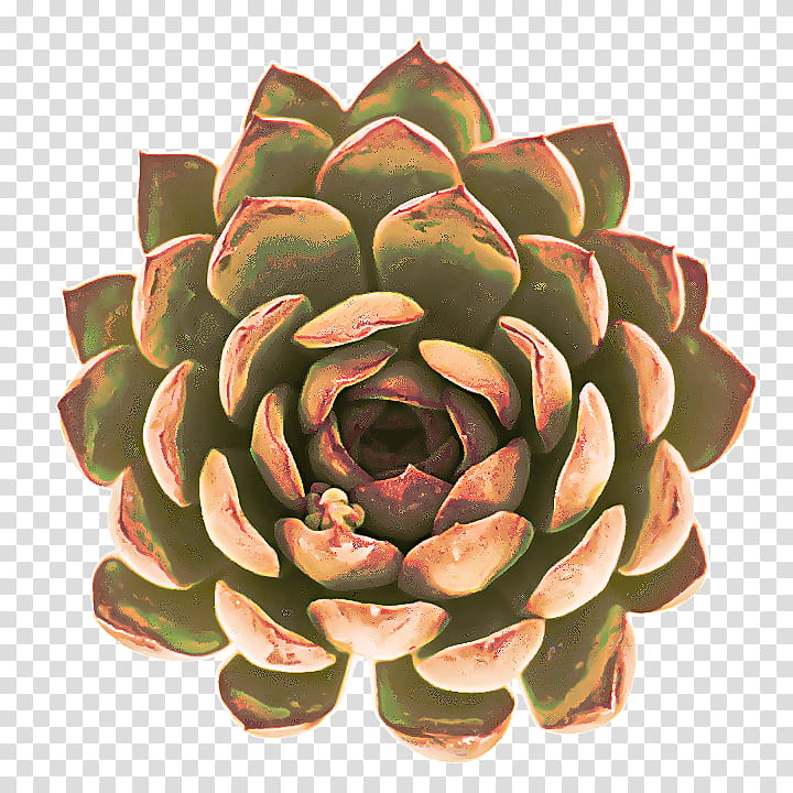 White Flower, Echeveria, Plant, White Mexican Rose, Stonecrop Family transparent background PNG clipart