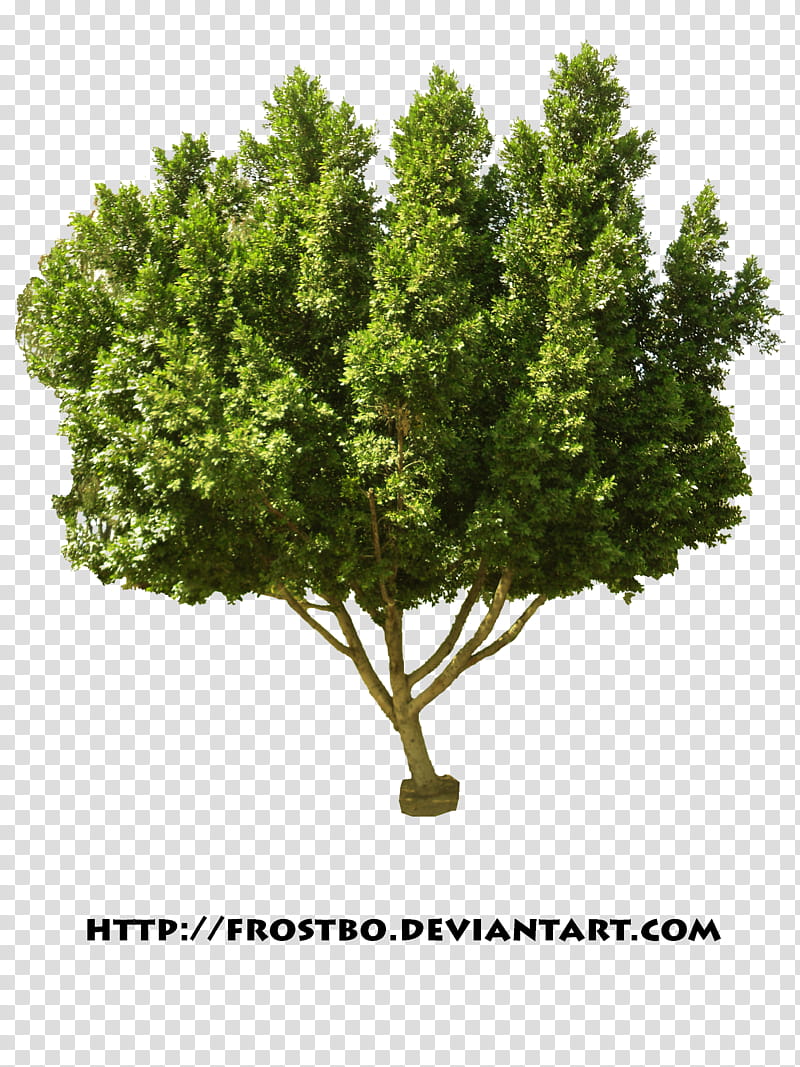 Tree  , green plant illustration with text overlay transparent background PNG clipart