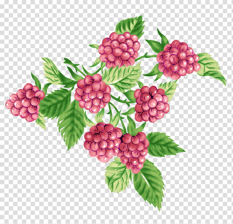Gift, Cranberry, Fruit, Berries, Toy, Doll, Color, Boysenberry transparent background PNG clipart