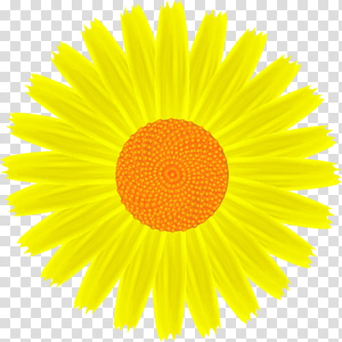 Daisy Yellow transparent background PNG clipart