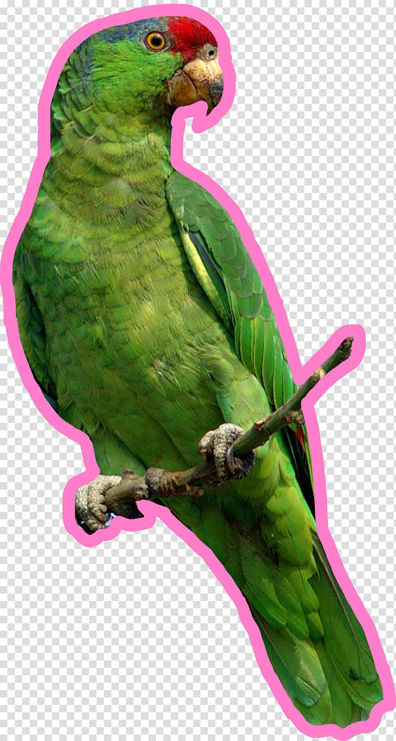 Bird Parrot, Parrots Of New Guinea, Budgerigar, Amazon Parrot, Parakeet, Animal, Green Rosella, Macaw transparent background PNG clipart