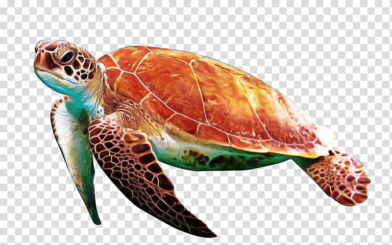 Sea Turtle, Modern Sea Turtles, Green Sea Turtle, Loggerhead Sea Turtle, Turtle Shell, Endangered Sea Turtles, Hawksbill Sea Turtle, Leatherback Sea Turtle transparent background PNG clipart