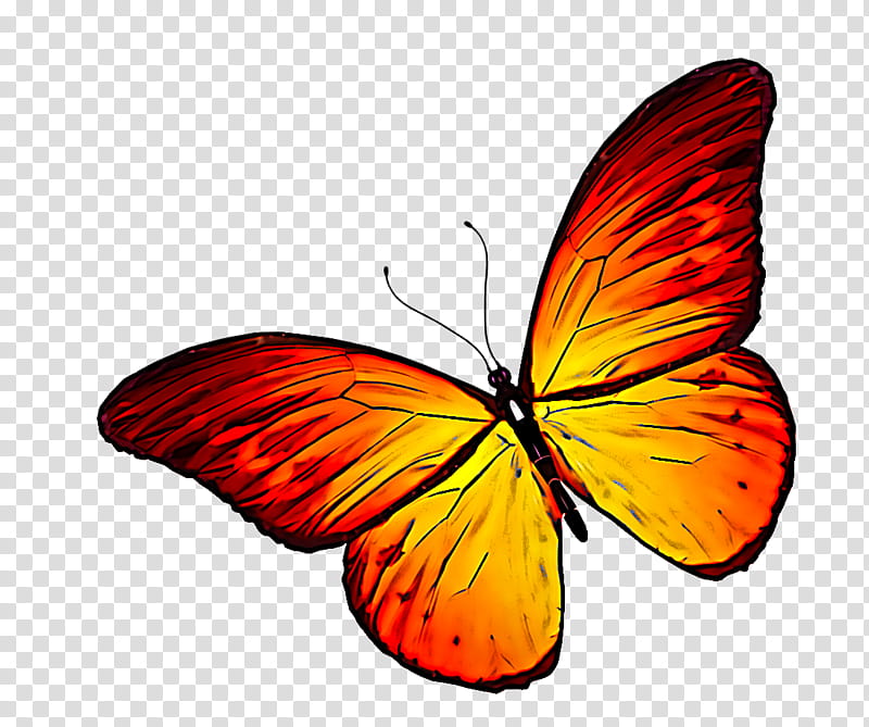 Orange, Moths And Butterflies, Butterfly, Insect, Pollinator, Lycaena, Brushfooted Butterfly, Lycaenid transparent background PNG clipart
