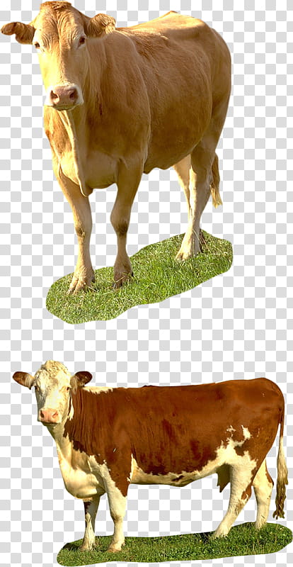 Cartoon Grass, Taurine Cattle, Calf, Charolais Cattle, Beef Cattle, Texas Longhorn, English Longhorn, Highland Cattle transparent background PNG clipart
