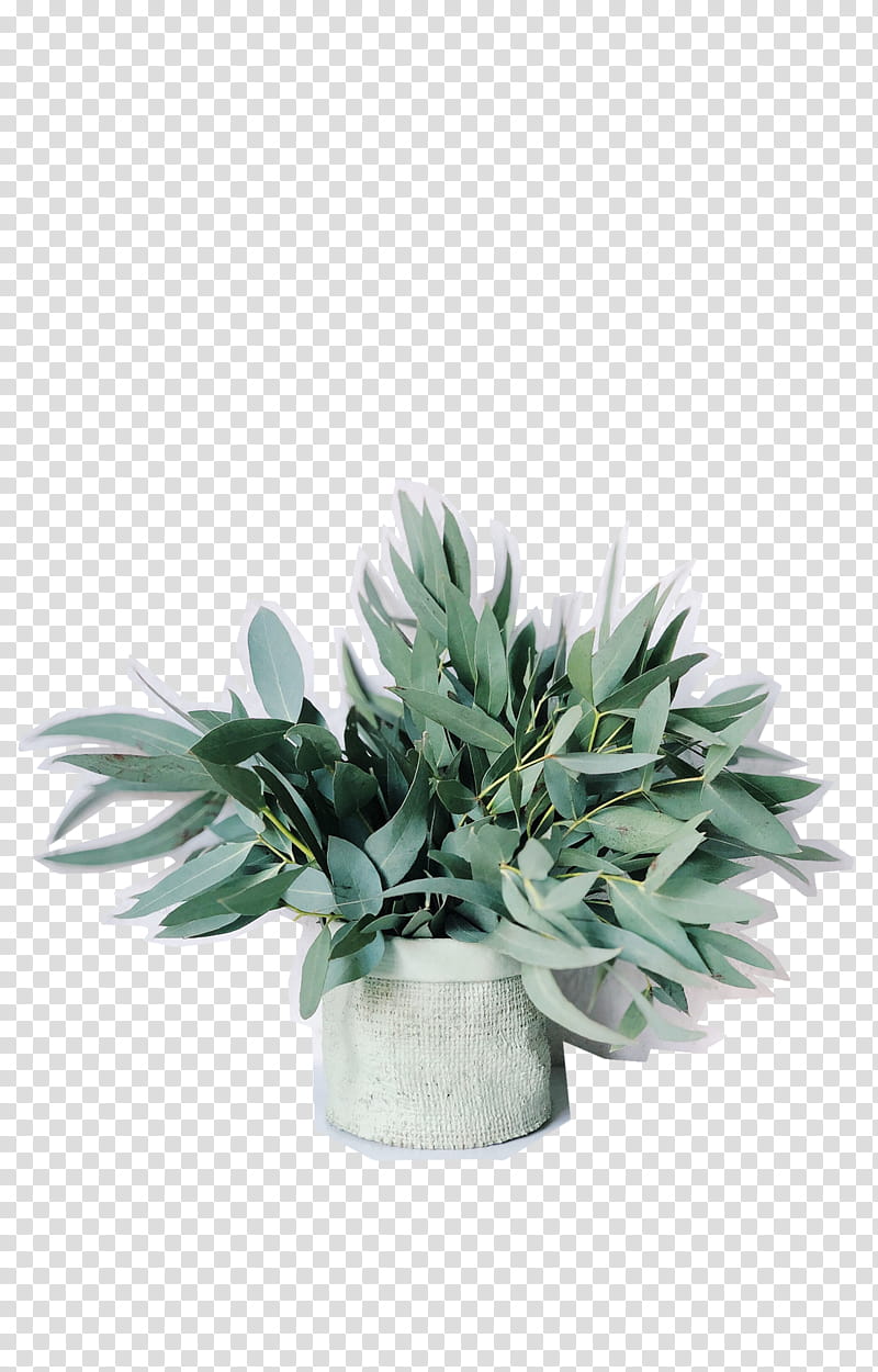 green plant in white pot transparent background PNG clipart