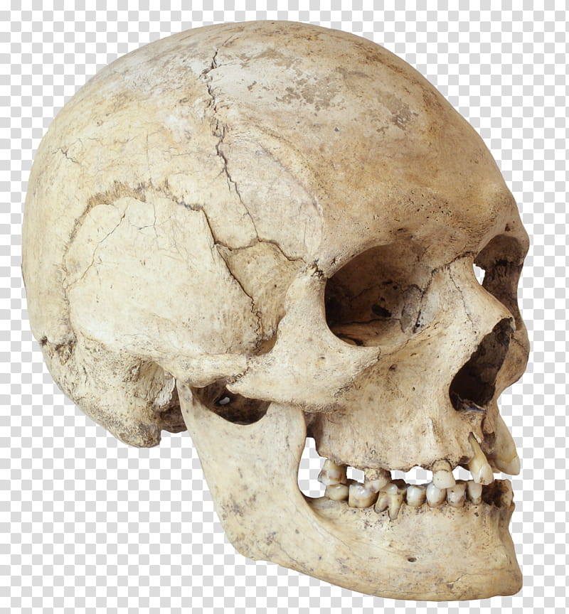 Human Skull Drawing, Skeleton, Human Skeleton, Anatomy, Orozko, Bone, Jaw, Head transparent background PNG clipart