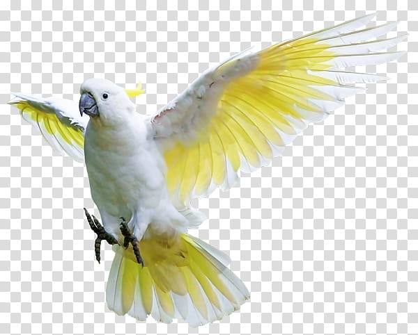 Bird Parrot, Rock Dove, Budgerigar, Sulphurcrested Cockatoo, Lovebird, Parakeet, Pet, Macaw transparent background PNG clipart