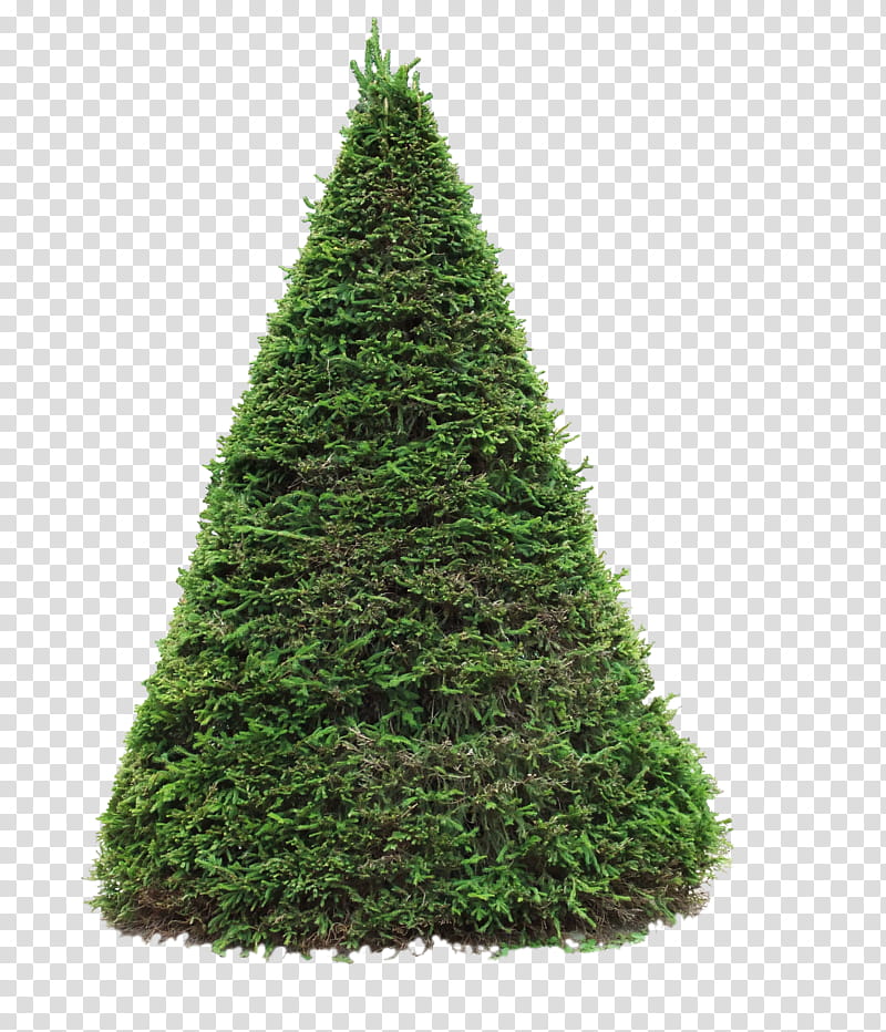 spruce, green topiary plant transparent background PNG clipart