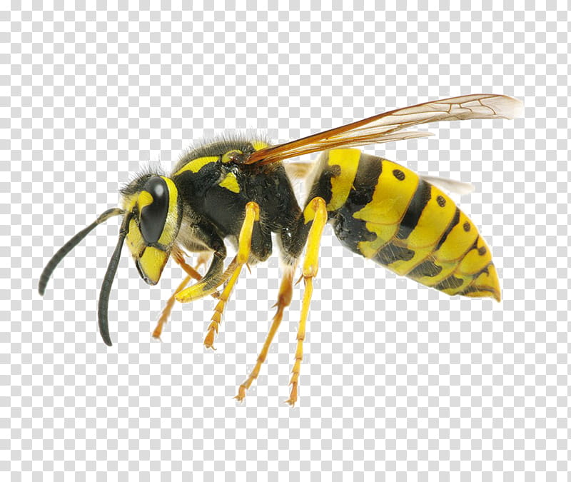 Bee, Hornet, Insect, Yellowjacket, Western Honey Bee, Wasp, Characteristics Of Common Wasps And Bees, German Wasp transparent background PNG clipart