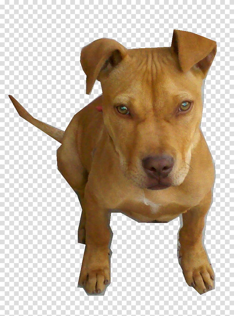 Perro Pitbull Bebe maximo transparent background PNG clipart