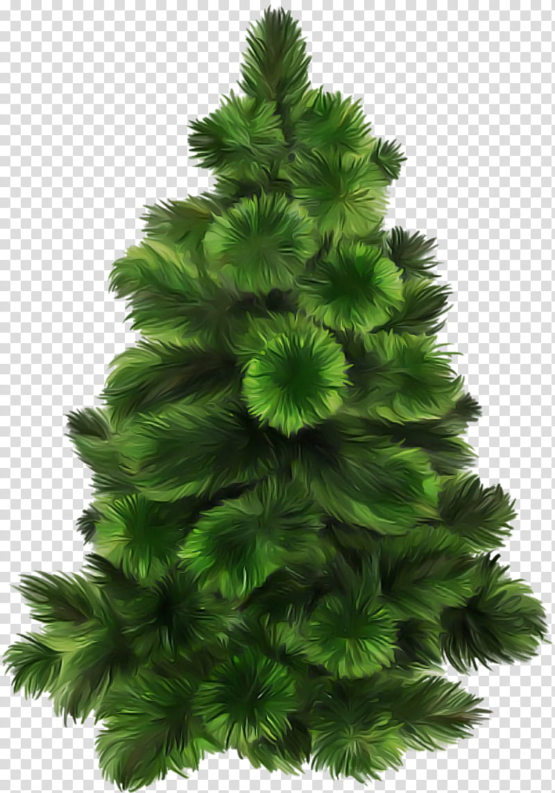 Christmas tree, White Pine, Yellow Fir, Oregon Pine, Shortleaf Black Spruce, Green, Balsam Fir, Colorado Spruce transparent background PNG clipart