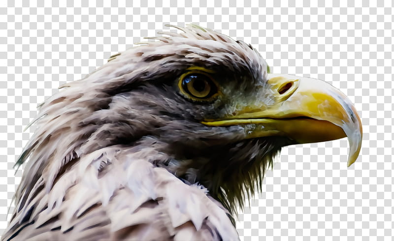 bird beak bird of prey eagle accipitridae, Watercolor, Paint, Wet Ink, Golden Eagle, Bald Eagle, Hawk transparent background PNG clipart