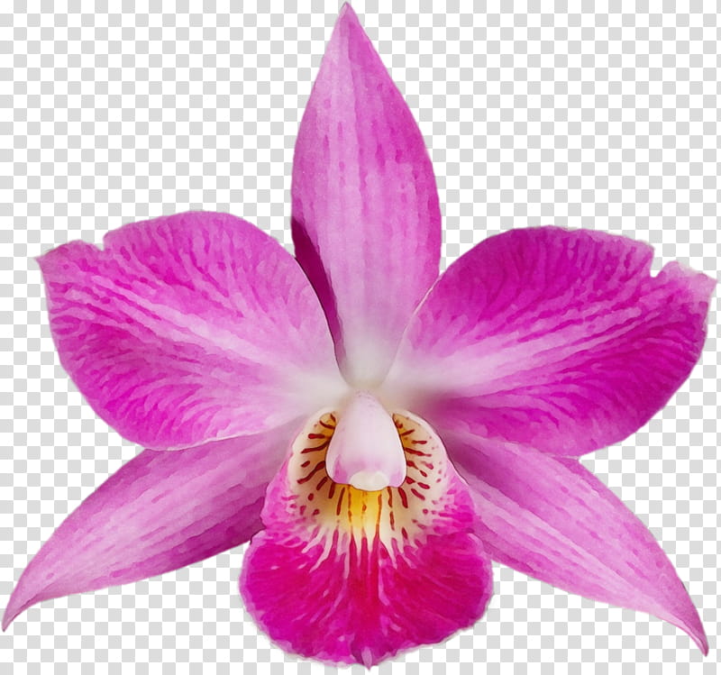 flower flowering plant petal plant cattleya labiata, Watercolor, Paint, Wet Ink, Purple, Pink, Violet, Magenta transparent background PNG clipart