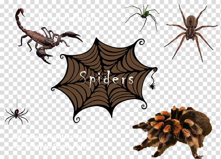 Cartoon Spider, Eight Legs, Scorpion, Tegenaria Domestica, Insect, Black House Spider, Animal, Collage transparent background PNG clipart