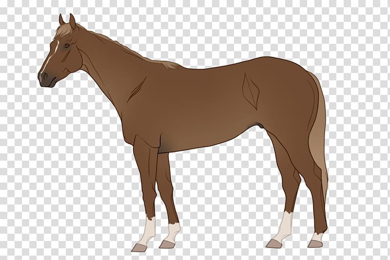 Color, American Quarter Horse, Pony, American Paint Horse, Thoroughbred, Equine Coat Color, Black, Yearling transparent background PNG clipart