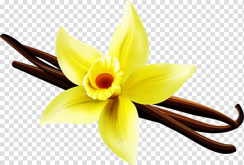 flower yellow petal plant vanilla, Narcissus, Dendrobium, Laelia, Cattleya transparent background PNG clipart