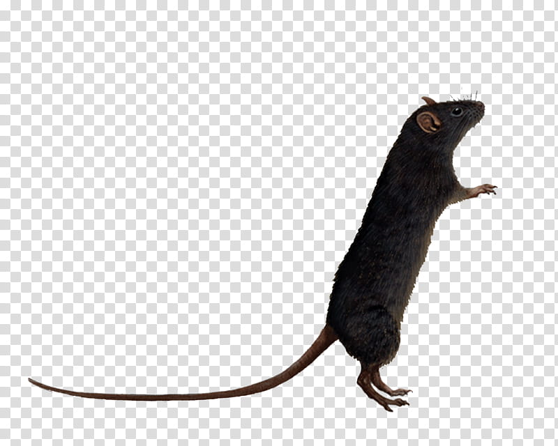 Rat , standing black mouse transparent background PNG clipart