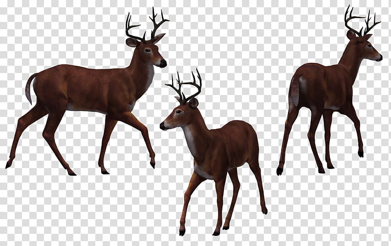 Deer Buck  transparent background PNG clipart