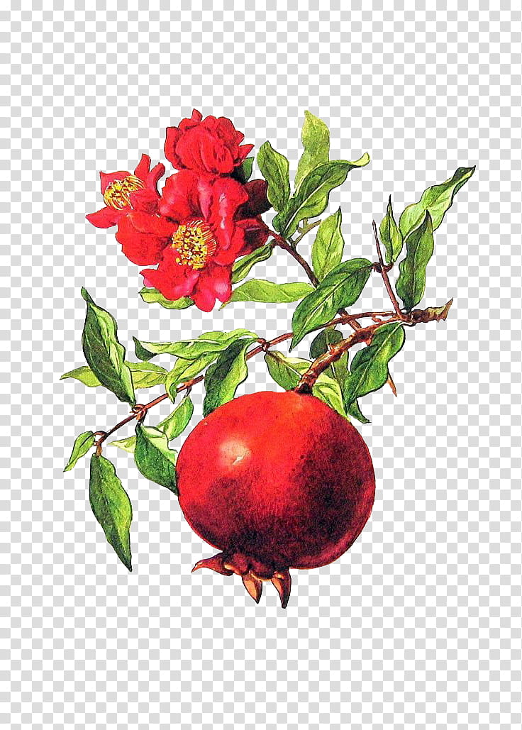 Plants X, red flower and red round fruit illustration transparent background PNG clipart