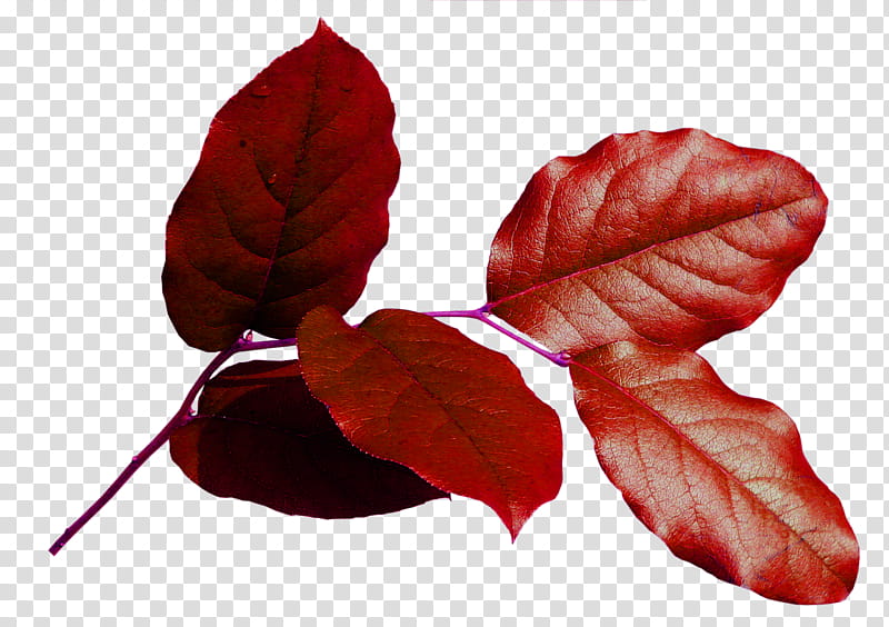Autumn Leaves Drawing, Leaf, Deciduous, Painting, Petal, Season, Watercolor Painting, Plants transparent background PNG clipart