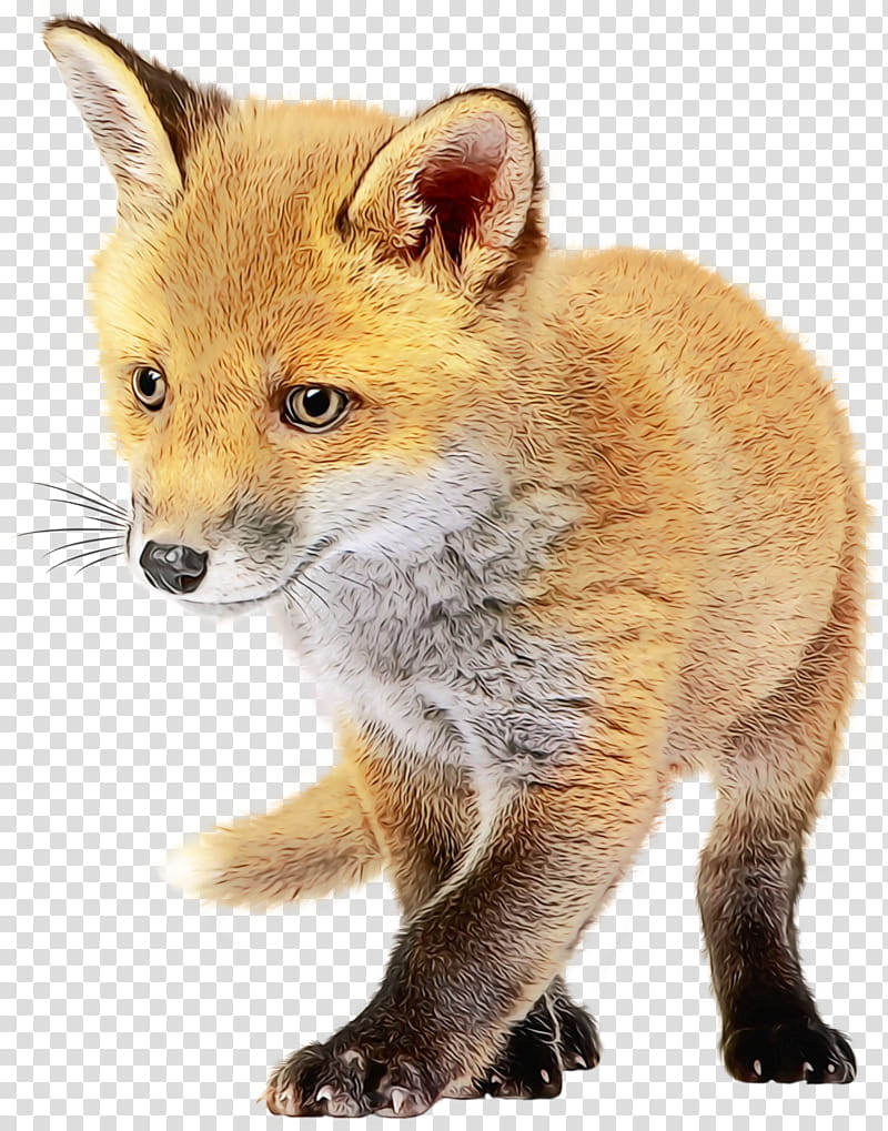 Red fox Dhole Kit fox Painting, Watercolor, Wet Ink, Drawing, Animal, Watercolor Painting, Gray Fox, Wildlife transparent background PNG clipart
