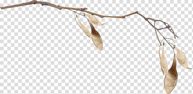 brown branch with leaf transparent background PNG clipart