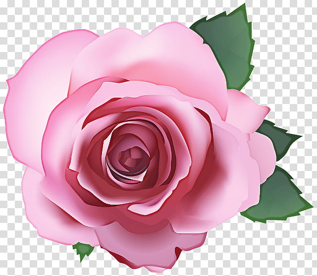 Garden roses, Pink, Flower, Petal, Hybrid Tea Rose, Rose Family, Plant, Floribunda transparent background PNG clipart