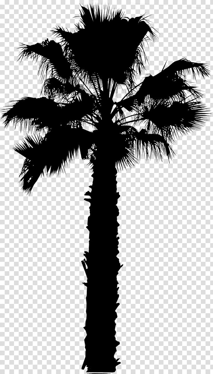 Palm Tree Silhouette, Asian Palmyra Palm, Palm Trees, Mexican Fan Palm, Washingtonia Palm, Plants, Fan Palms, Arecales transparent background PNG clipart