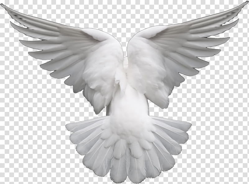 Dove Bird, Pigeons And Doves, Release Dove, White, Wing, Rock Dove, Feather, Stone Carving transparent background PNG clipart