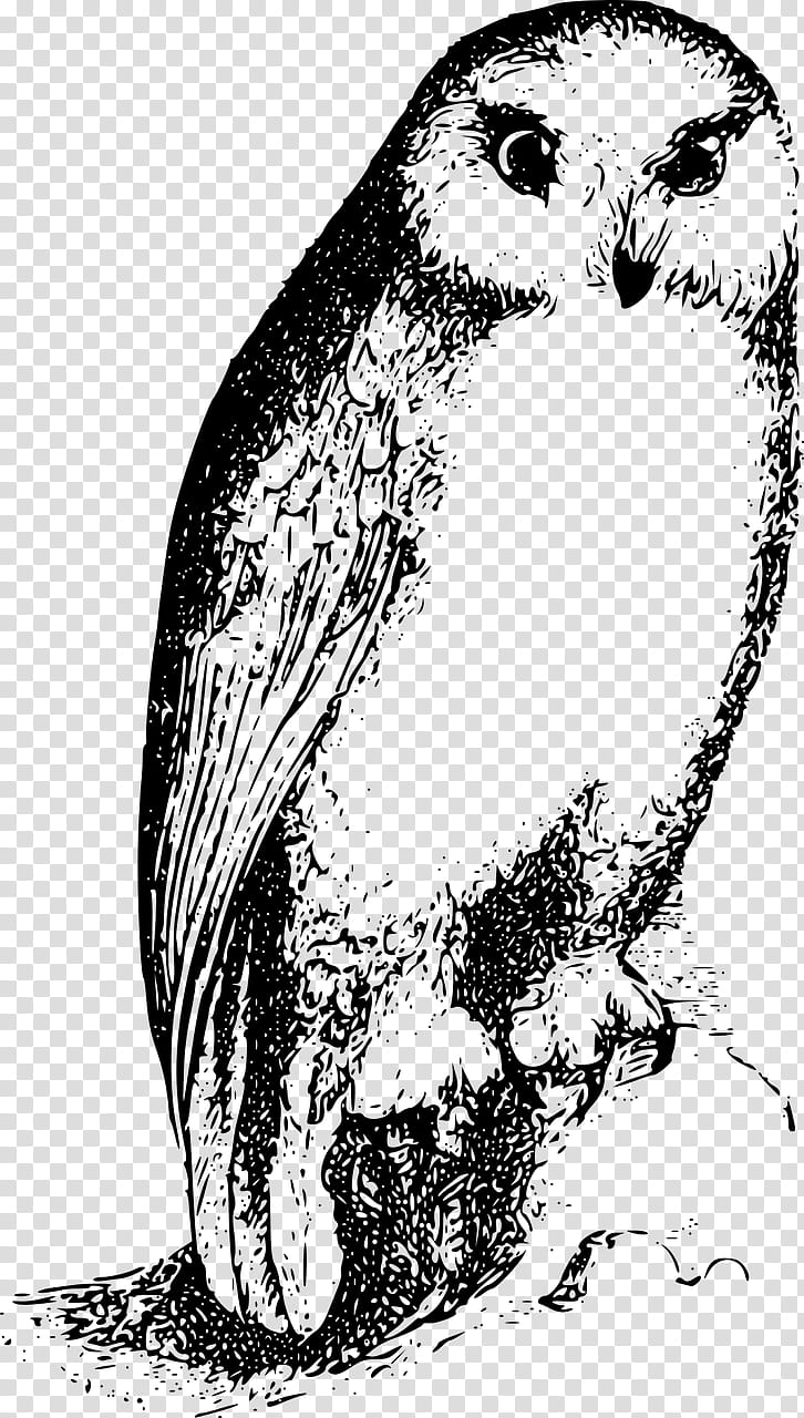 Bird Line Drawing, Beak, True Owl, Great Horned Owl, Bird Of Prey, Line Art, Animal, Barn Owl transparent background PNG clipart