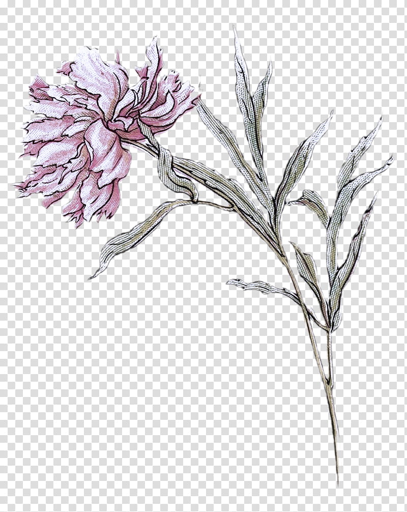 flower plant pedicel pink family drawing, Dianthus, Plant Stem transparent background PNG clipart