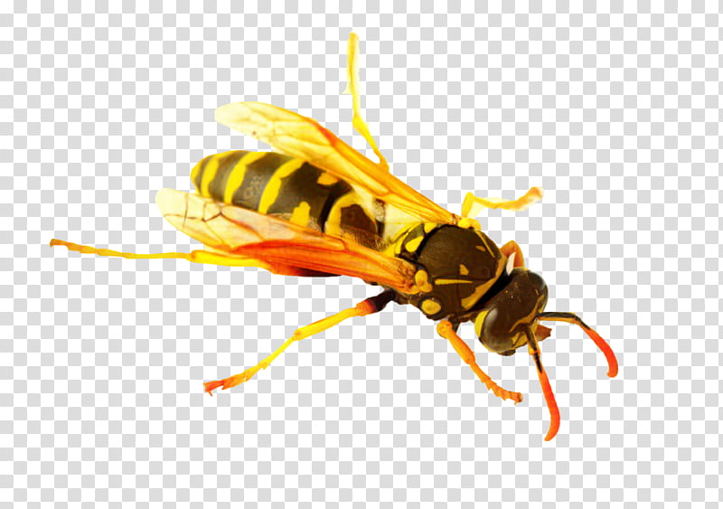 Bee, Hornet, Insect, European Paper Wasp, Yellowjacket, Apocrita, Termite, German Wasp transparent background PNG clipart