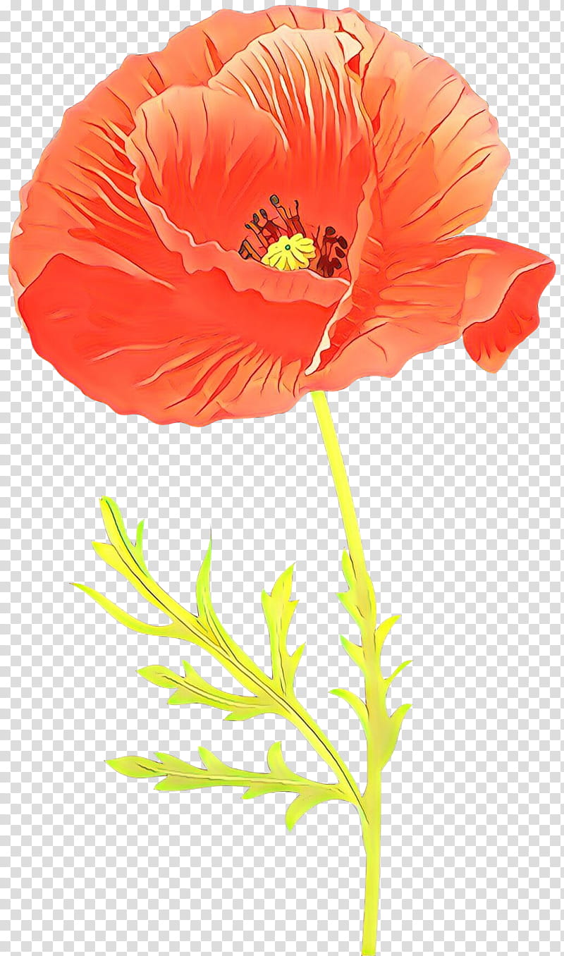 Orange, Cartoon, Flower, Coquelicot, Red, Petal, Plant, Oriental Poppy transparent background PNG clipart