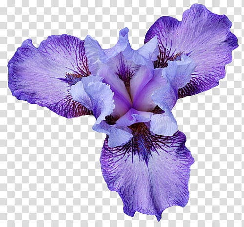 Flower , purple orchid flower transparent background PNG clipart