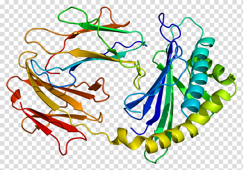 Protein Text, Antibody, Immunoglobulin G, Fc Receptor, Beta2 Microglobulin, Cell, Neonatal Fc Receptor, Human transparent background PNG clipart