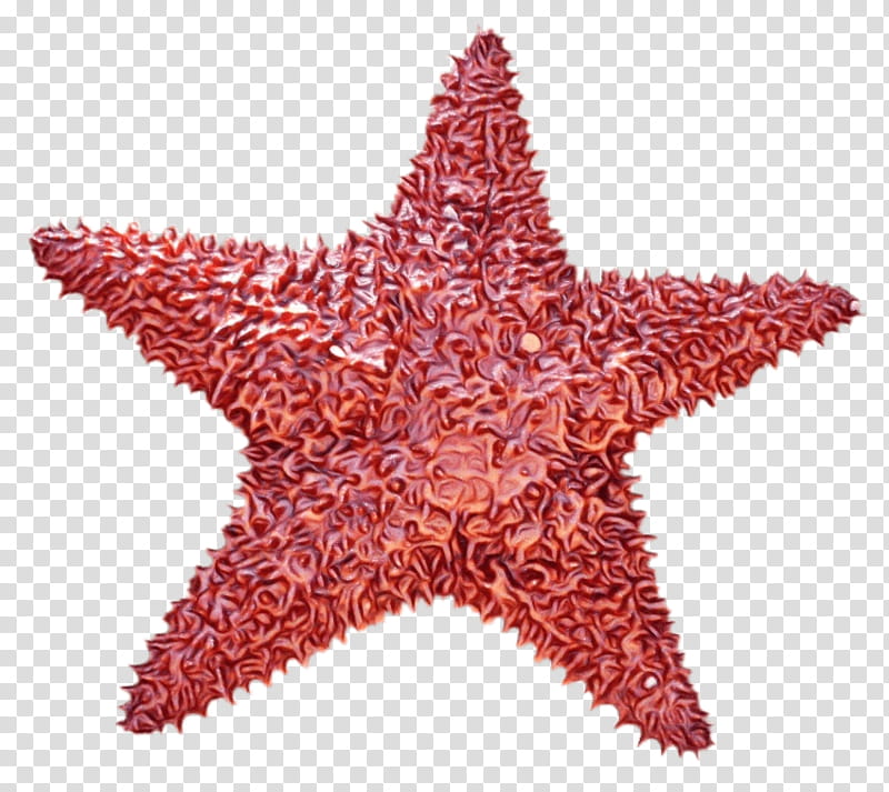 Pentaradial Symmetry Starfish Clipart
