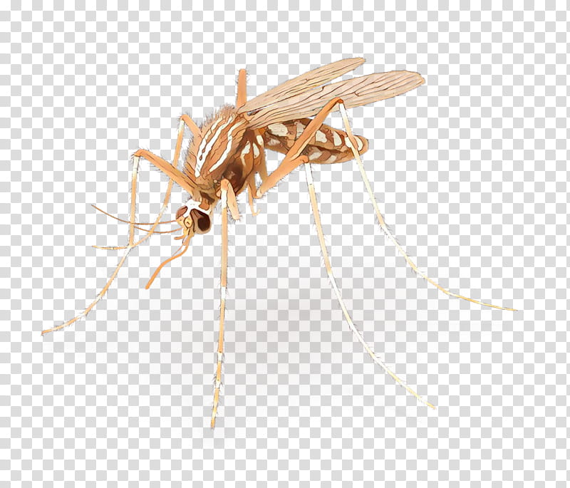 Mosquito Insect, Membrane, Pest, Membranewinged Insect, Parasite transparent background PNG clipart