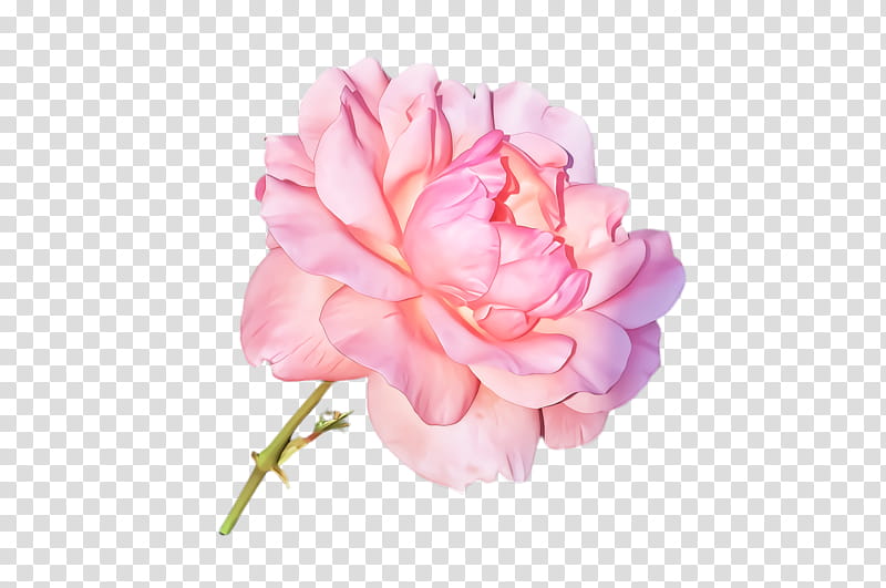 Rose, Pink, Flower, Petal, Plant, Common Peony, Rose Family, Carnation transparent background PNG clipart