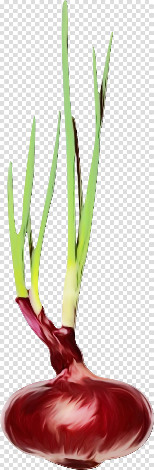 vegetable plant flower leek flowering plant, Watercolor, Paint, Wet Ink, Plant Stem, Allium, Scallion, Amaryllis Family transparent background PNG clipart