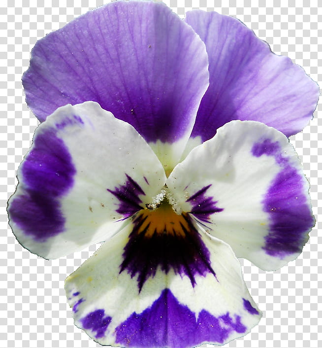 Flower , purple and white orchid flower transparent background PNG clipart