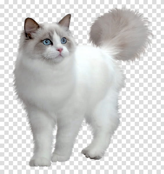 Cute White Kitten, of white cat transparent background PNG clipart