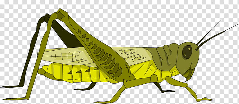 Origami, Grasshopper, Rendering, Cricket, Locust, Cartoon, Insect, Cricketlike Insect transparent background PNG clipart