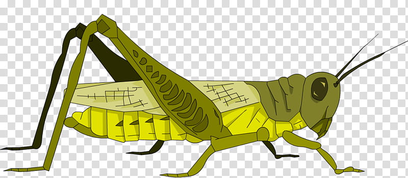 plague of locusts clipart