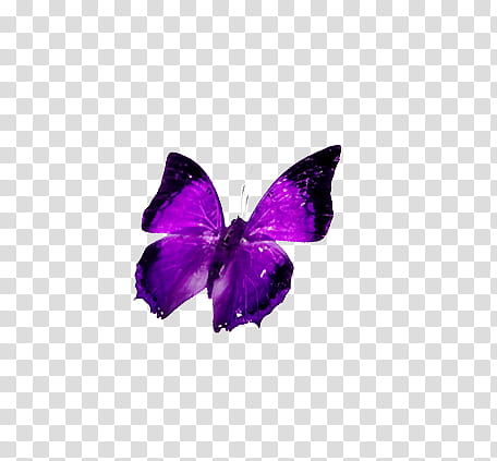 Butterfly, purple and black butterfly artwork transparent background PNG clipart