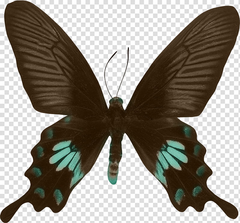 Elements , black and blue butterfly transparent background PNG clipart
