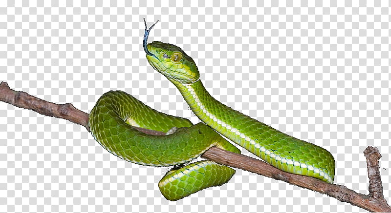 Larva, Mambas, Snakes, Trimeresurus, Flight, Pit Viper, Cobra, Southeast Region transparent background PNG clipart