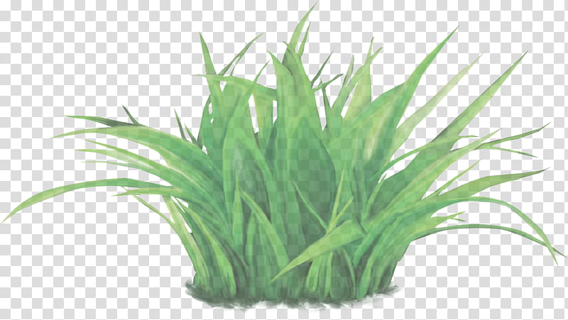 grass plant green grass family chives, Flower, Herb, Flowering Plant, Vegetable, Aquarium Decor transparent background PNG clipart