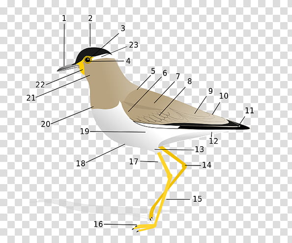 Dove Bird, Bird Anatomy, Rock Dove, Feather, Morphology, Covert Feather, Warmblooded, Yellowwattled Lapwing transparent background PNG clipart